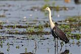 Pacific Heron